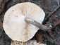 Nyár-fagomba (Lentinus tigrinus), Duna-part. Lefutó, sűrű, fehér lemezei idővel sárgulnak és fűrészesednek